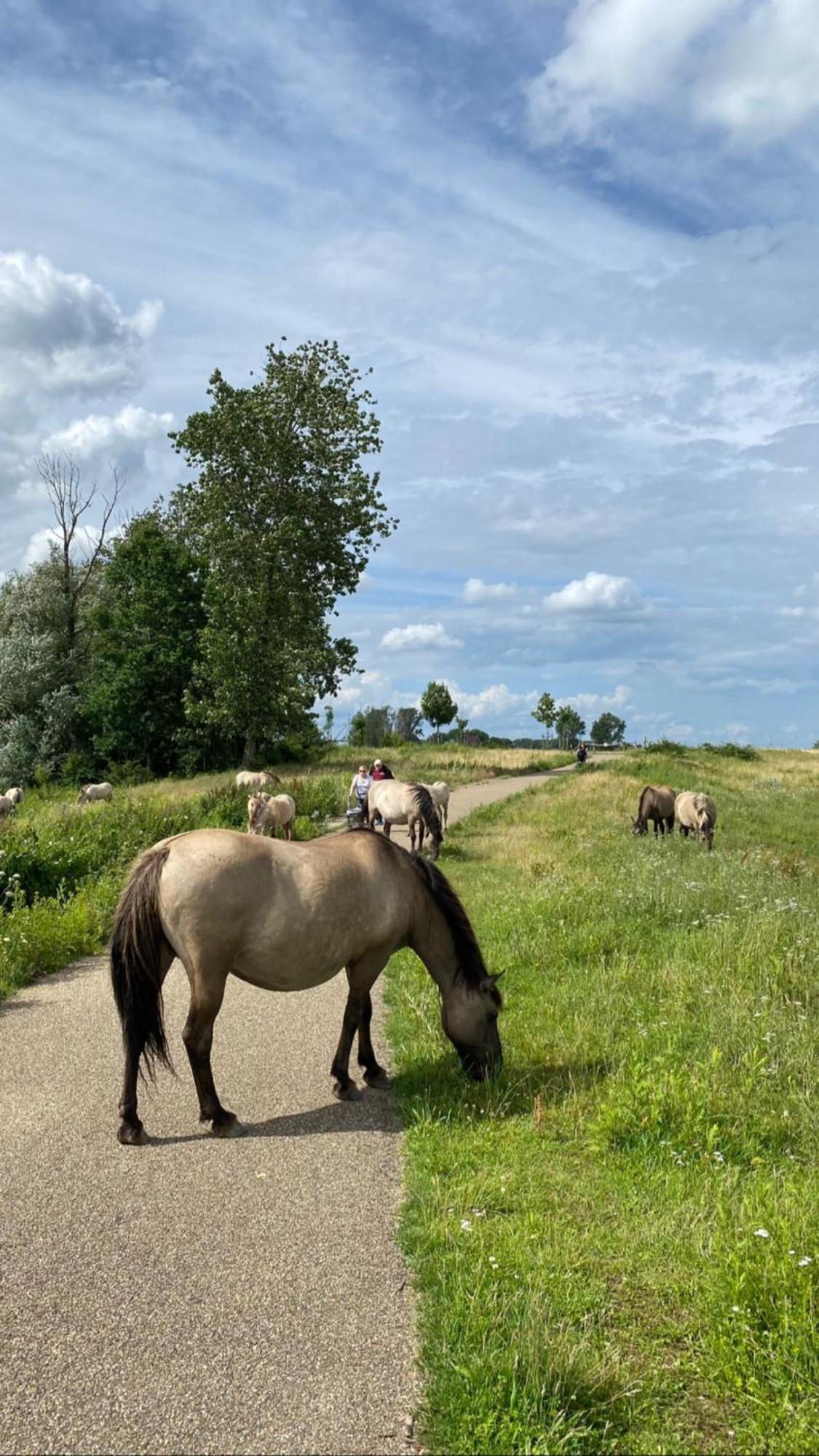'T Vaerthuys Villa Dilsen-Stokkem Exteriör bild